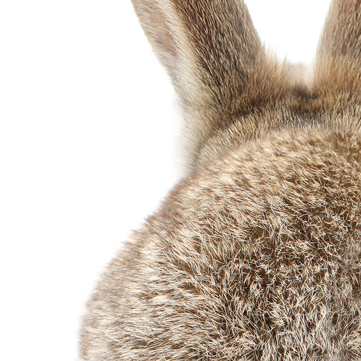 Baby Bunny Tail - Baby Animal Portrait