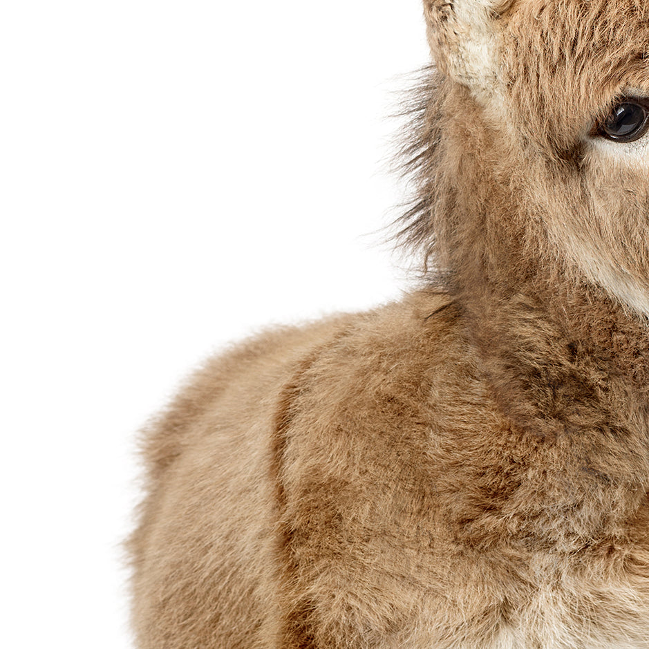 Baby Donkey - Animal Portraits