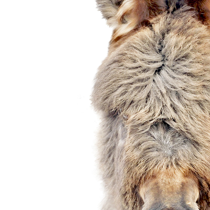 Baby Burro Blowing Pink Bubble Gum