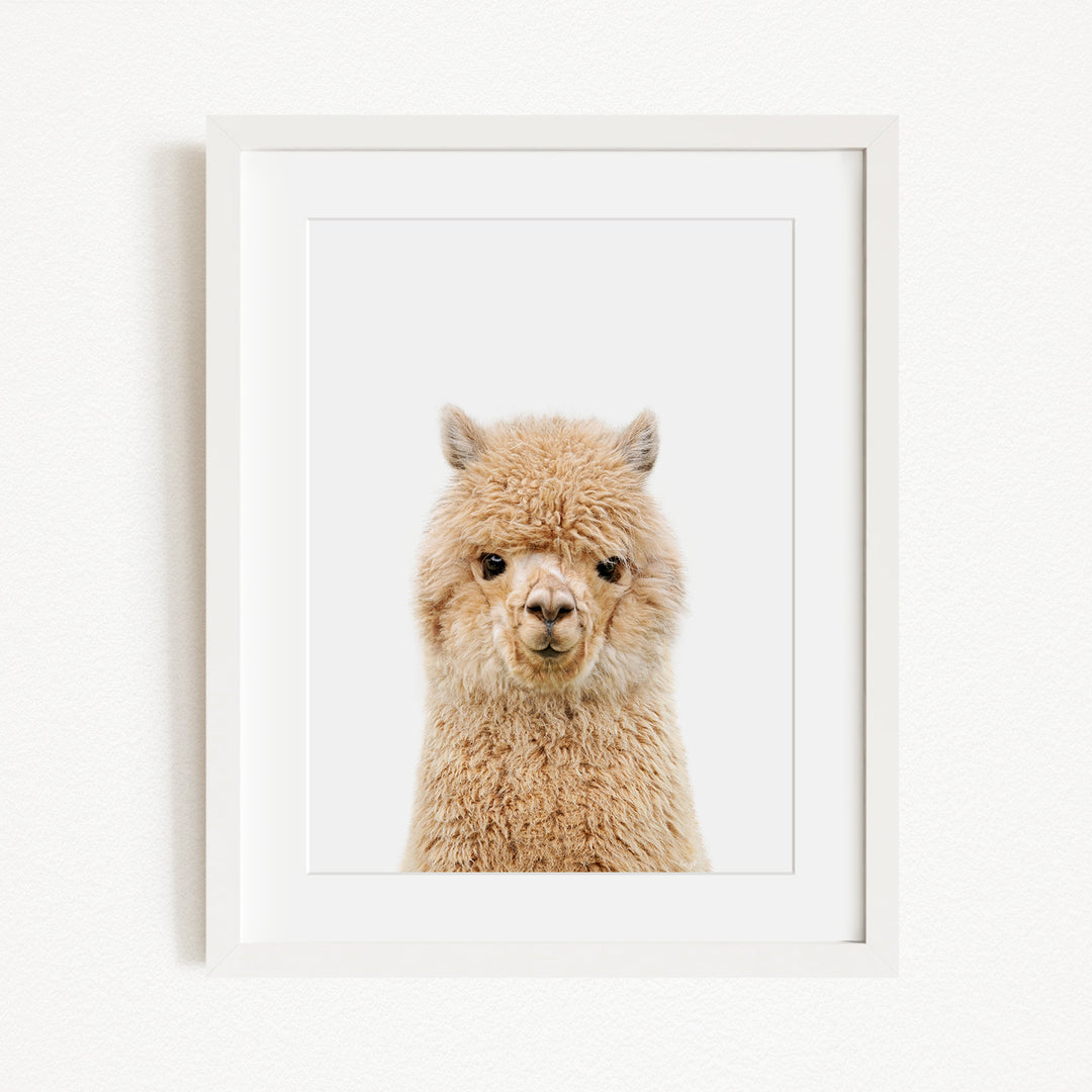 A close-up portrait of a fluffy alpaca with its head turned to the camera.
