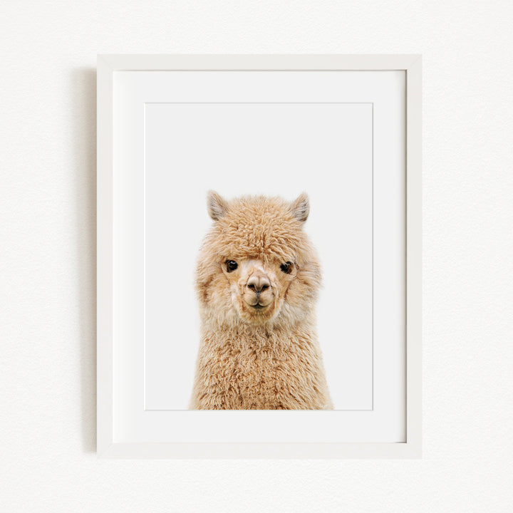 A close-up portrait of a fluffy alpaca with its head turned to the camera.