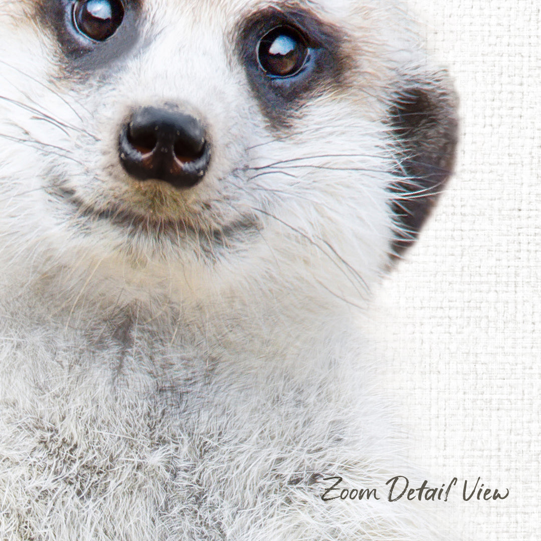 A close-up of a meerkat's face, with its distinctive whiskers and fur, is the focus of the image.