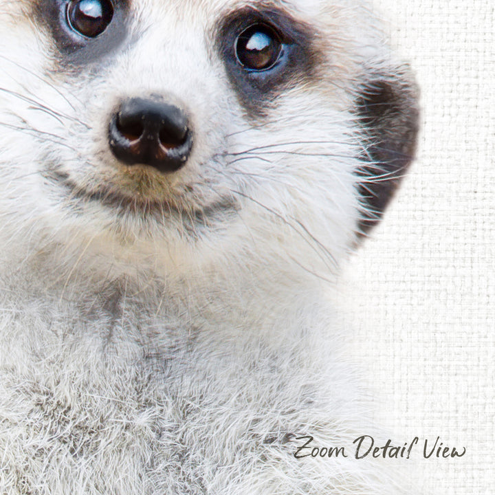 A close-up of a meerkat's face, with its distinctive whiskers and fur, is the focus of the image.