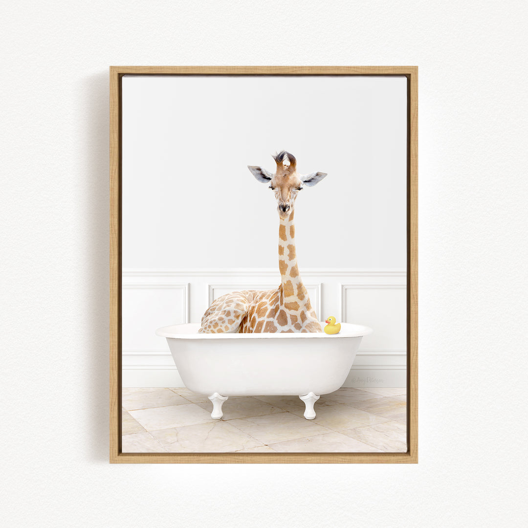 A giraffe is sitting in a white bathtub, with a yellow rubber duck floating in the water.
