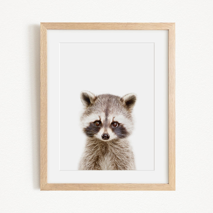 A raccoon peering directly at the camera in a wooden-framed picture.