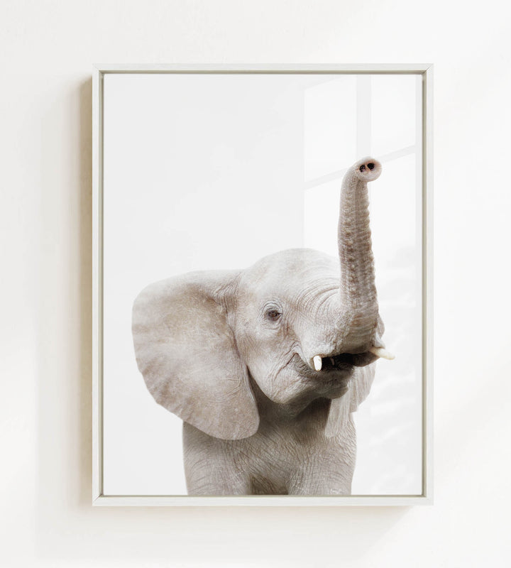A gray elephant with its trunk raised, standing against a white background.