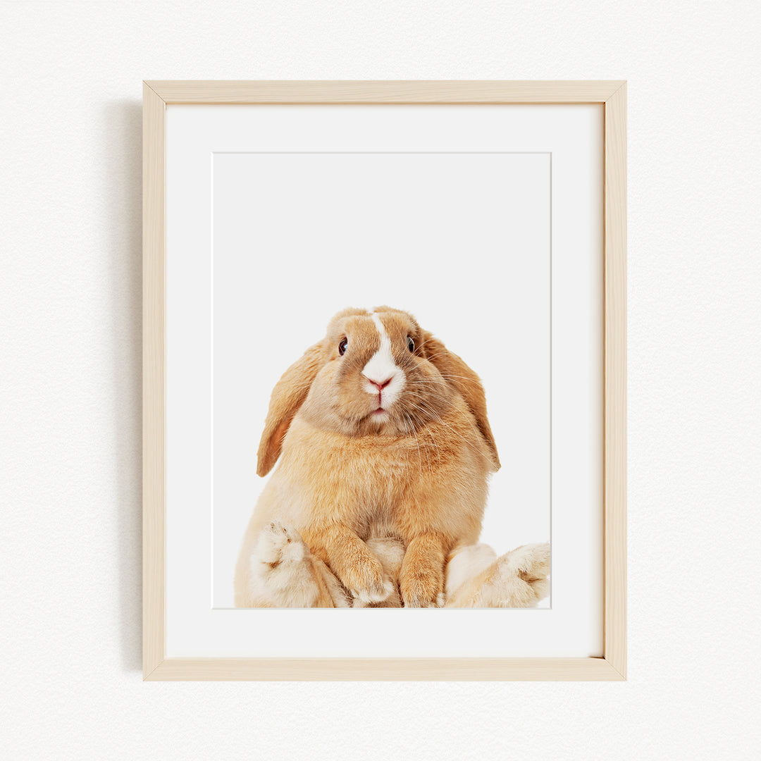 A picture of a rabbit sitting on its hind legs with its front paws resting on its belly, looking directly at the camera.