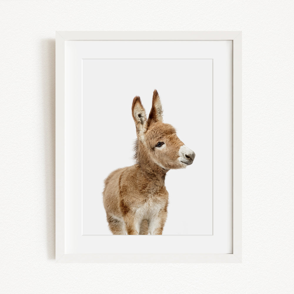 A white donkey with a brown coat and large ears is the focus of the image, standing against a plain white background.
