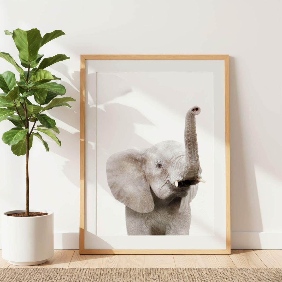 a large elephant with its trunk raised, standing in a white frame against a white wall.