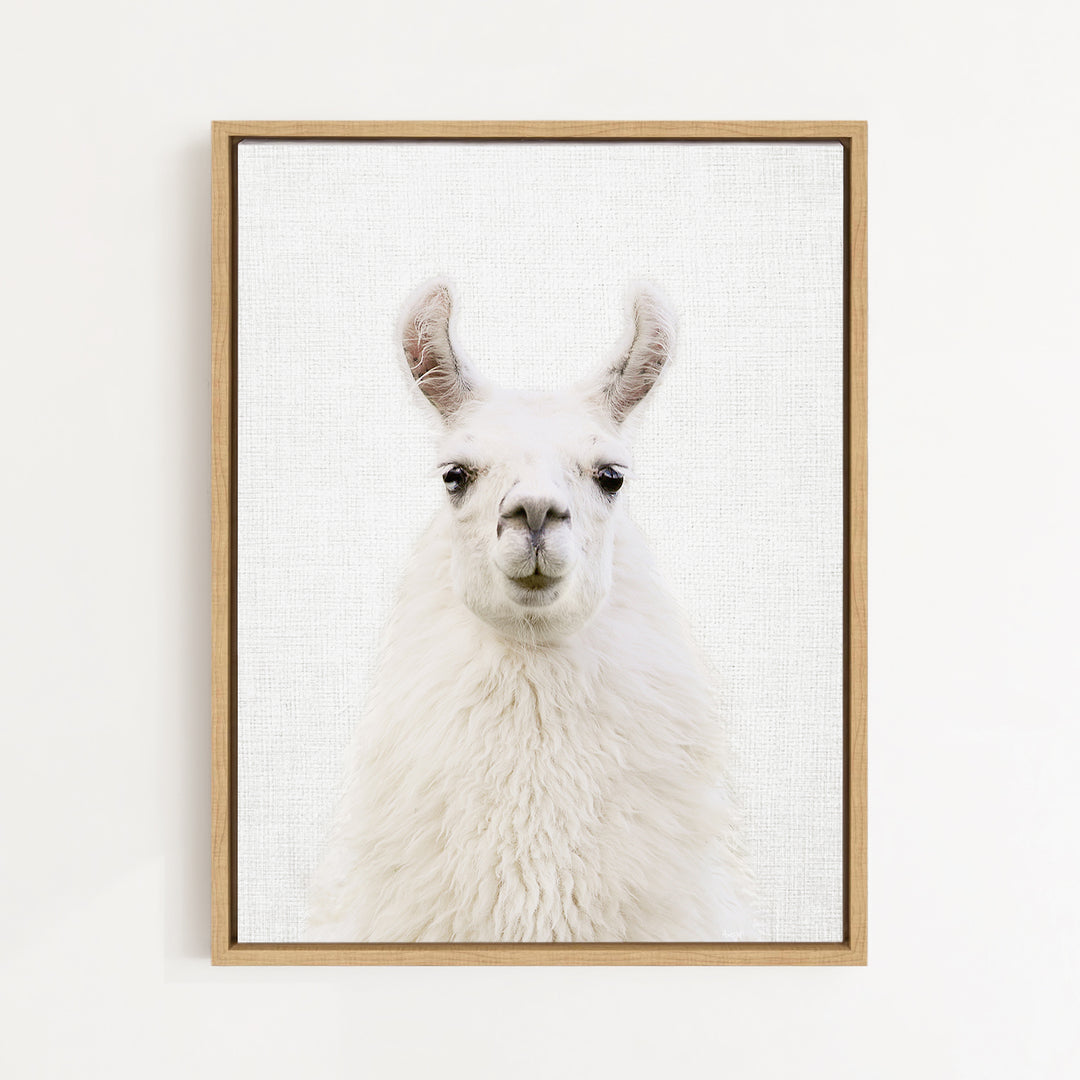 A white llama with large ears and a small nose is the main subject of the framed picture.