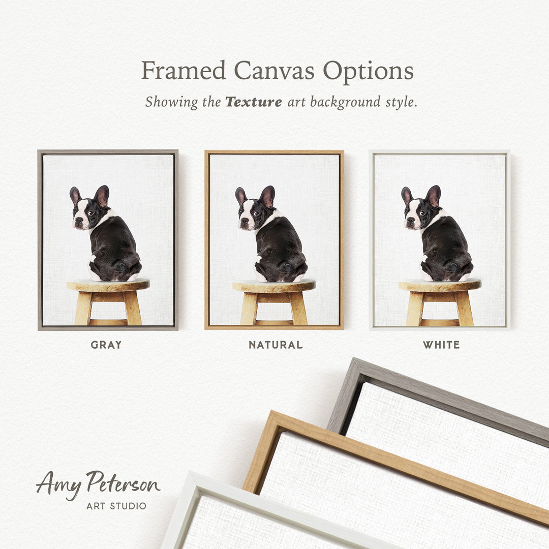 three framed canvas options, each featuring a black and white dog sitting on a wooden stool. The options are labeled as "Grays", "Natural", and "White", indicating the different color backgrounds for the artwork.