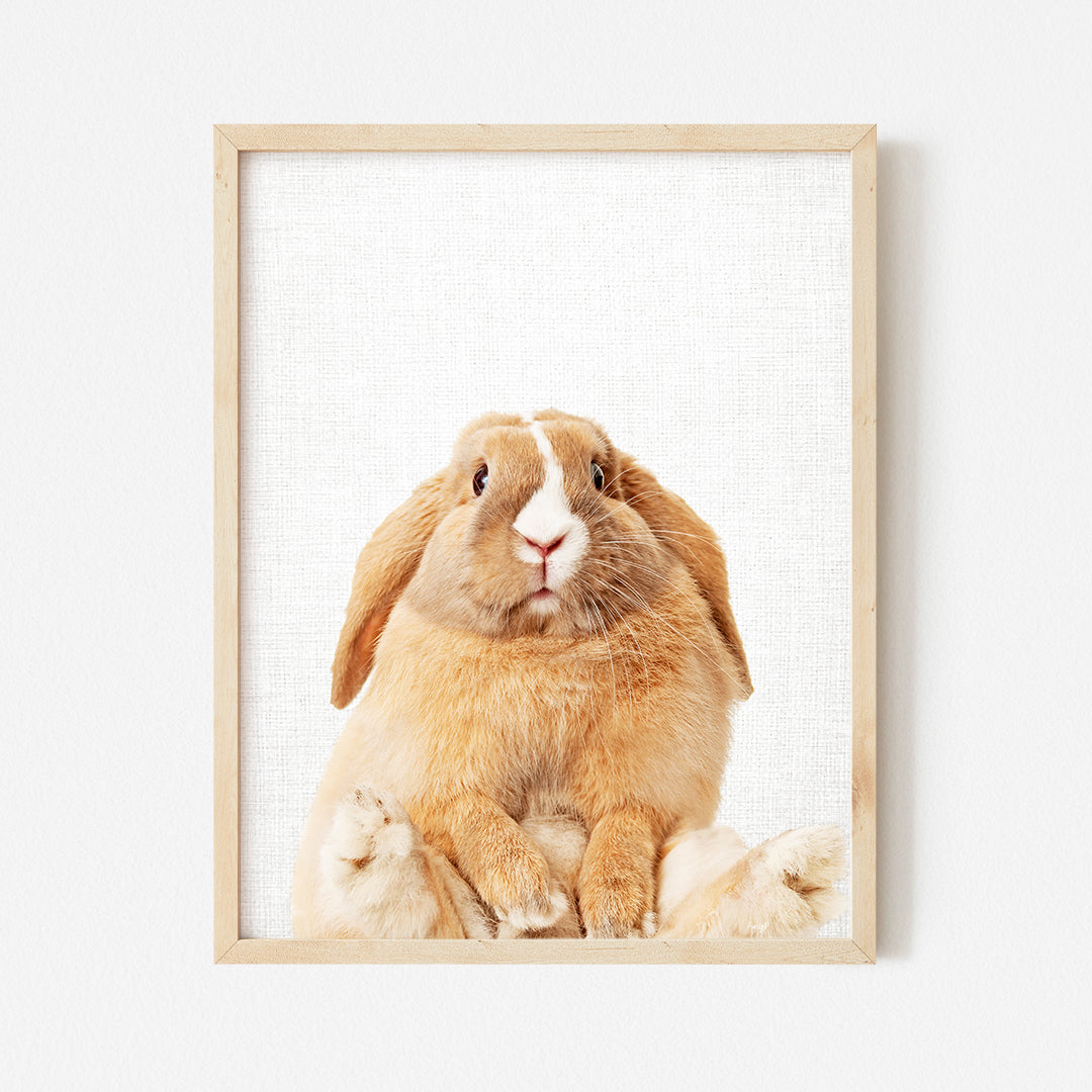 a brown and white rabbit sitting in front of a white wall