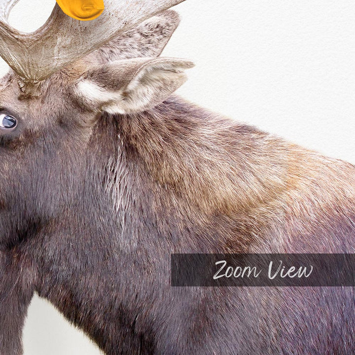a close up of a moose's head with antlers on it