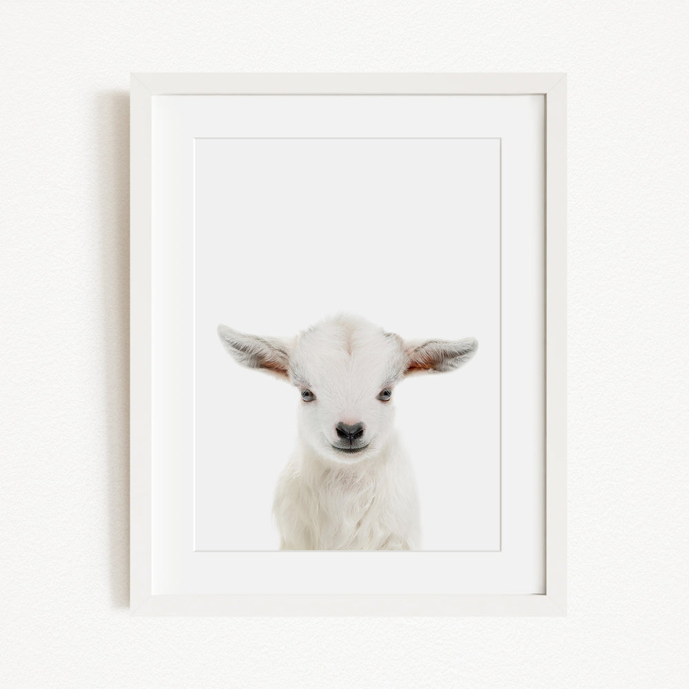 A white lamb with large ears is the focus of the image, which is a framed print.