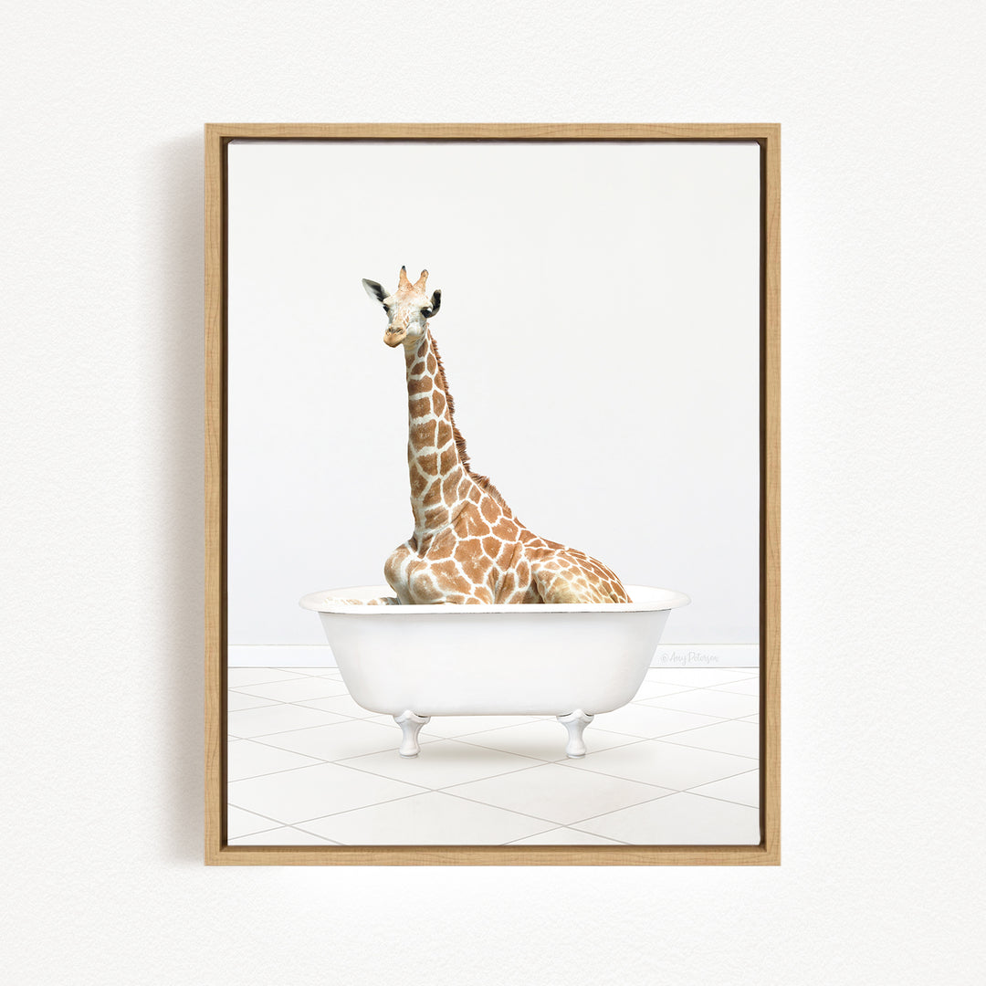 A giraffe sitting in a white bathtub against a white background.