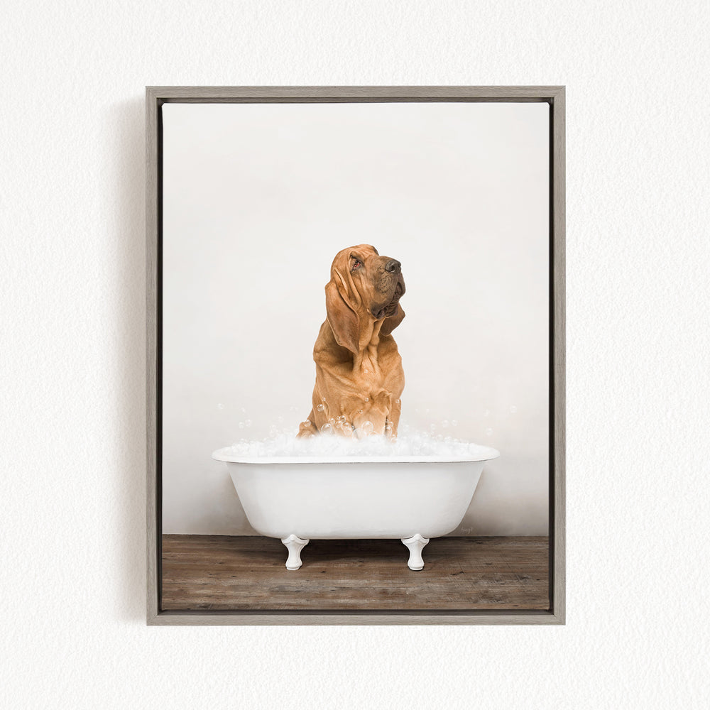 A brown dog sitting in a white bathtub filled with water, looking up at the camera.