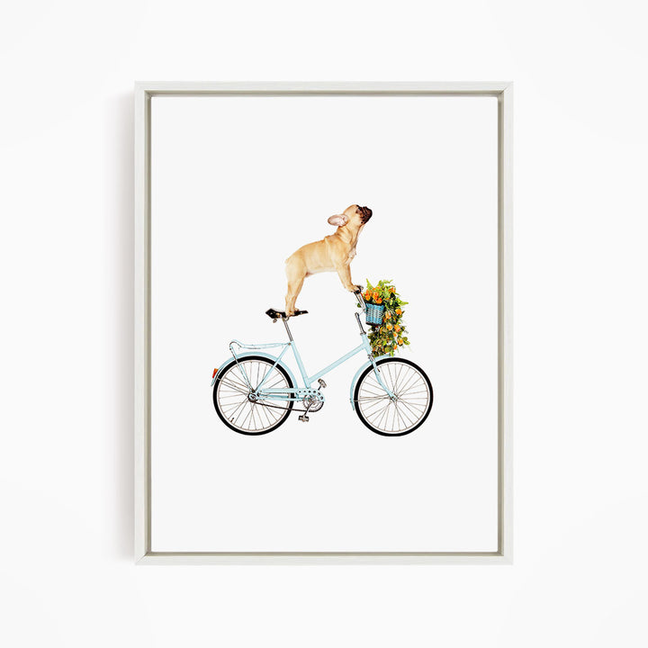 A French Bulldog is riding a blue bicycle with a basket of flowers on it.