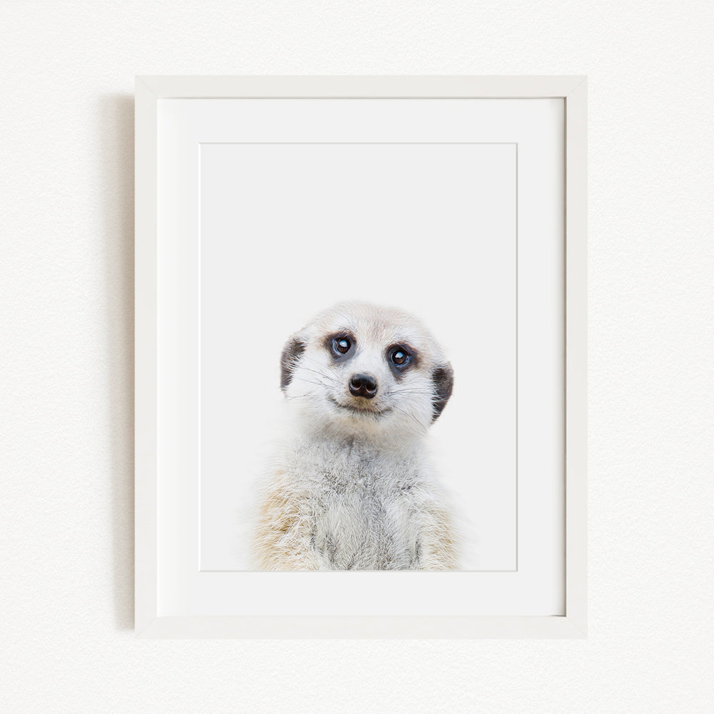 A meerkat peeking out from behind a white frame, with a curious expression on its face.