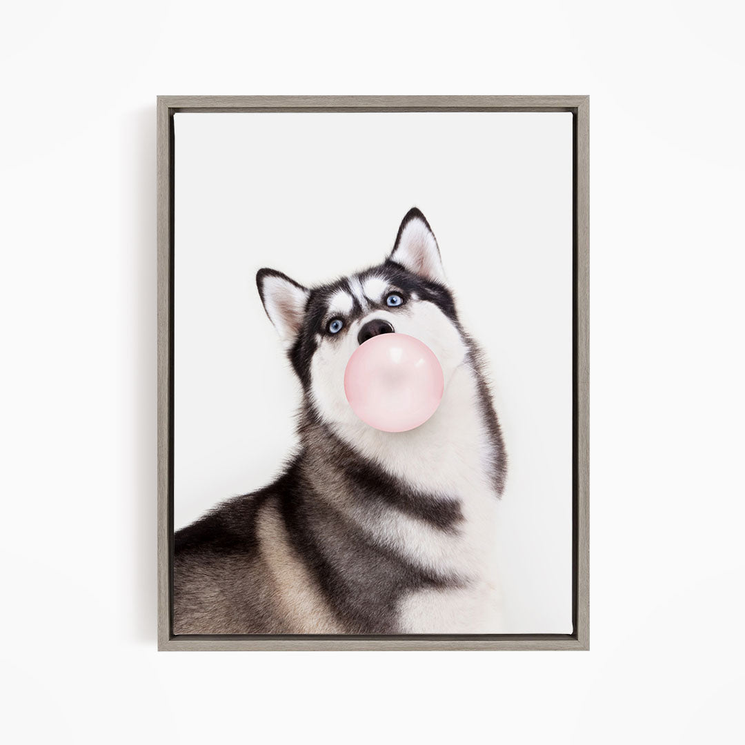 A black and white husky dog is blowing a bubble with a pink bubble gum bubble.