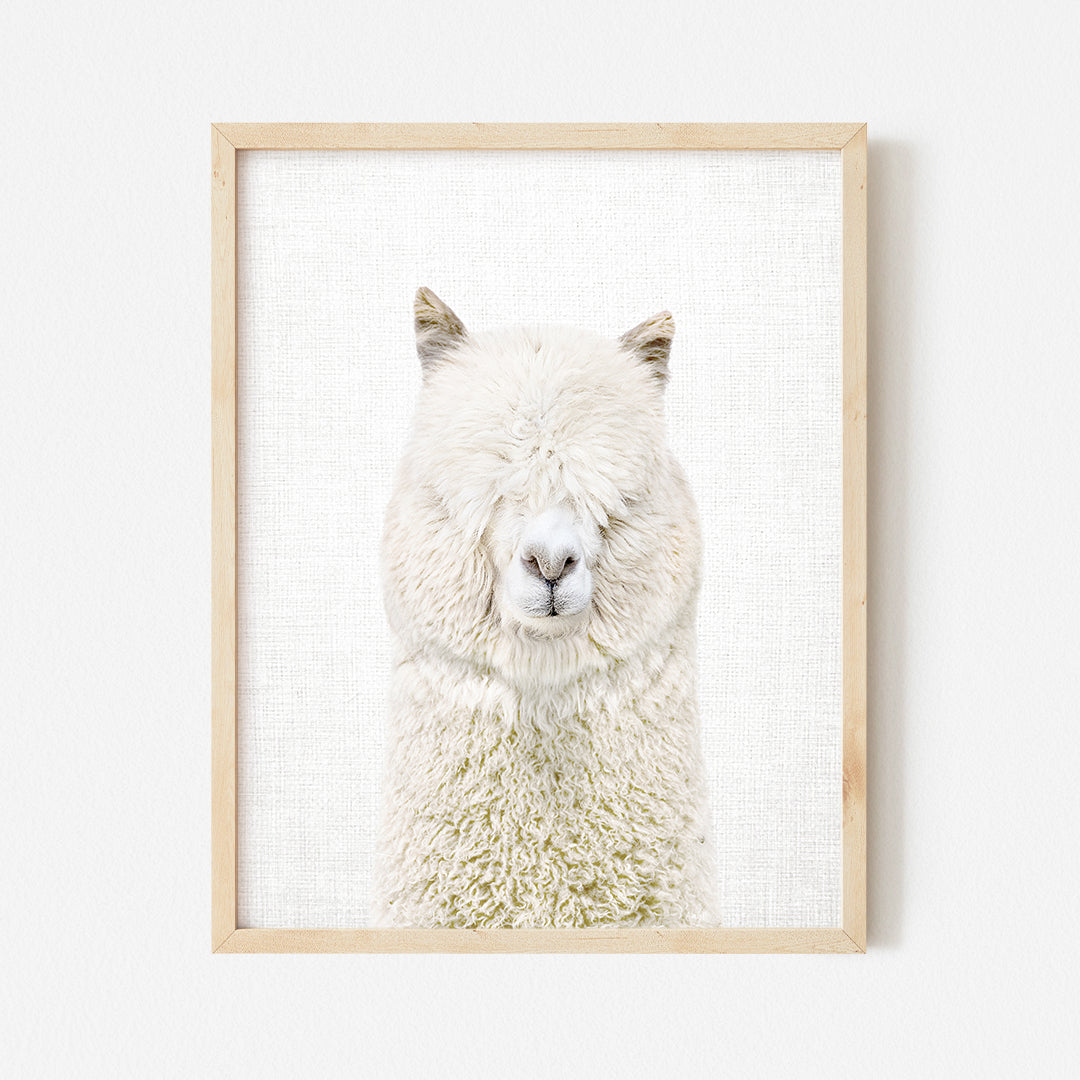 a picture of a white llama in a wooden frame