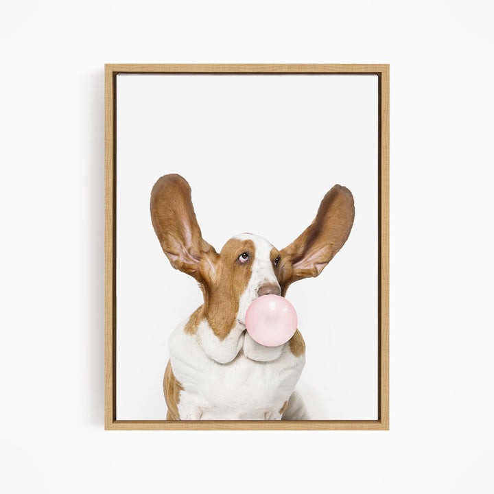 A brown and white dog with large ears is blowing a bubble with a pink bubble gum bubble.