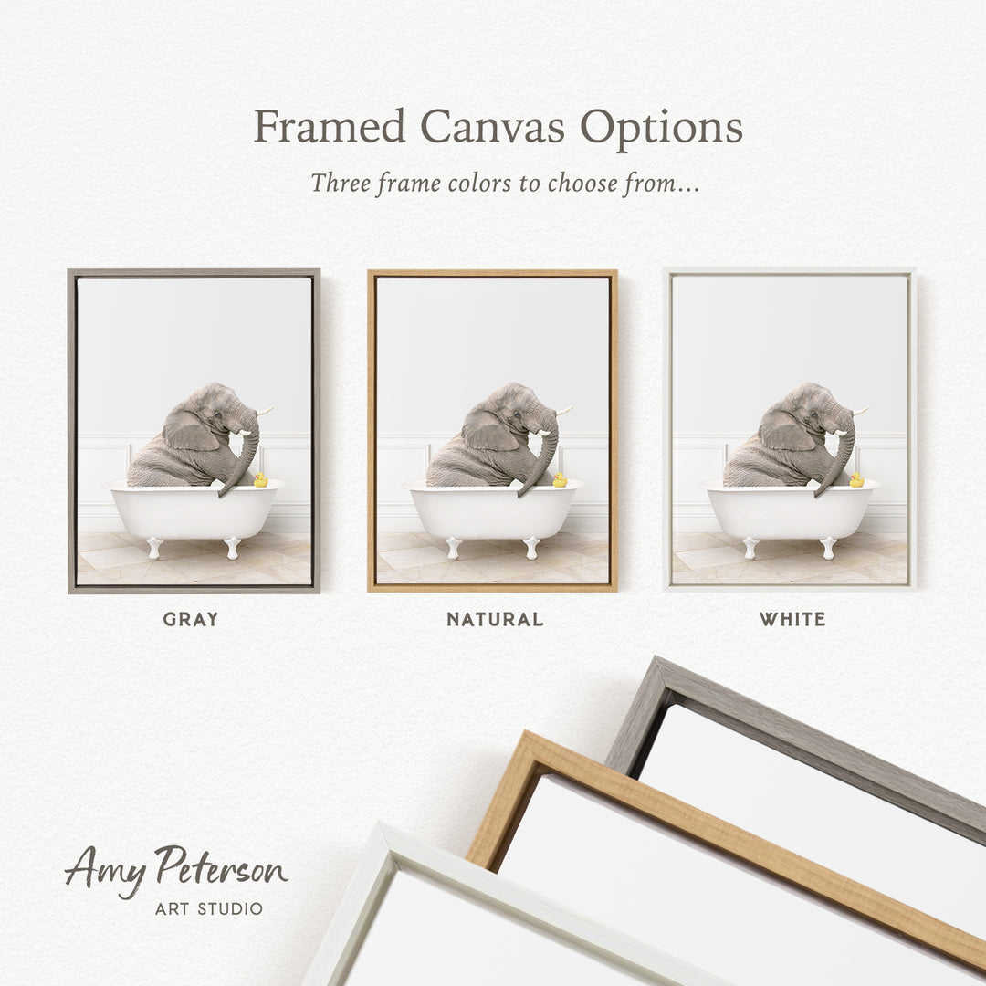 The image is a framed canvas option showcasing three different frame colors: gray, natural, and white. The gray frame has a picture of an elephant sitting in a bathtub, the natural frame has a picture of an elephant sitting in a bathtub, and the white frame has a picture of an elephant sitting in a bathtub.