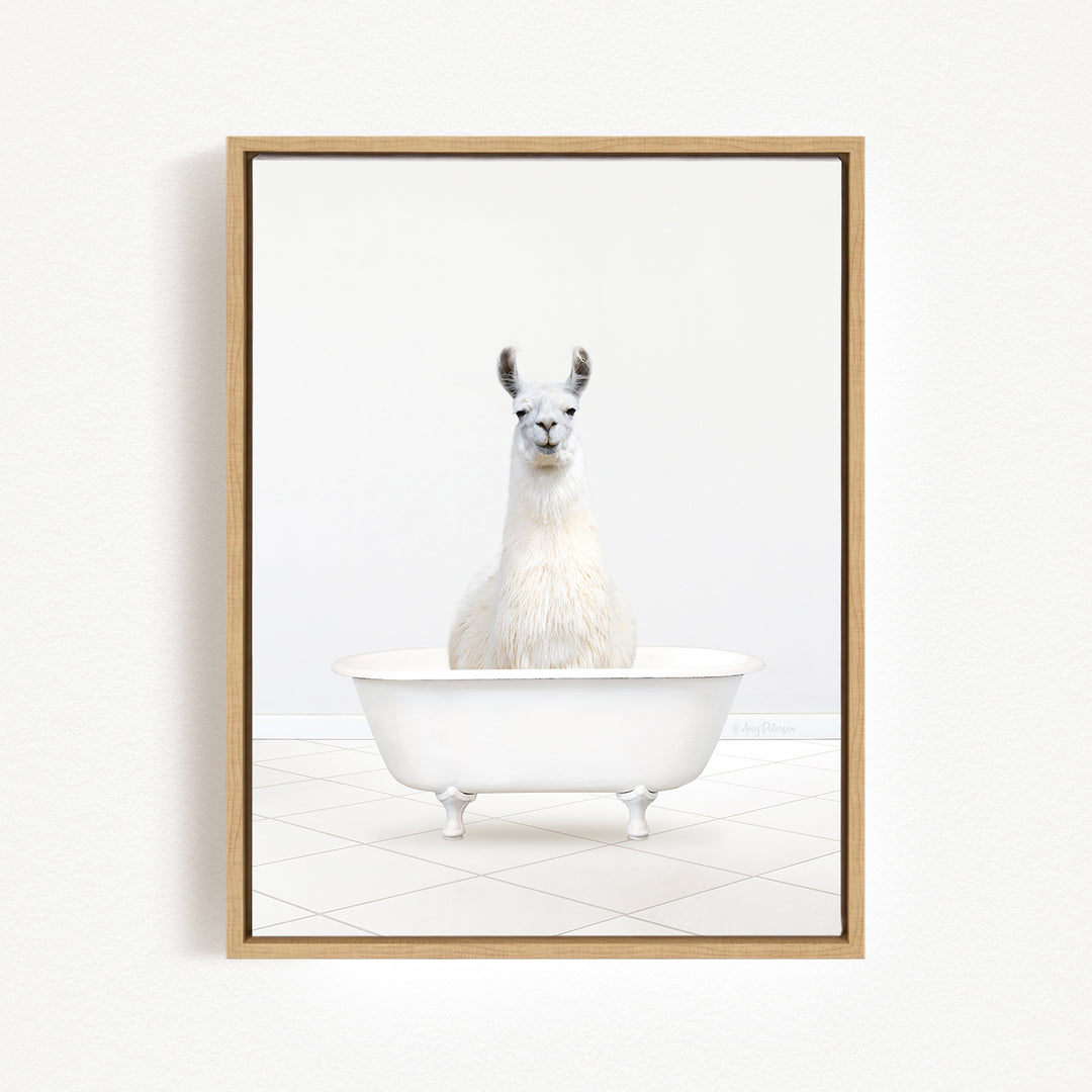 A white llama sitting in a white bathtub against a white background.