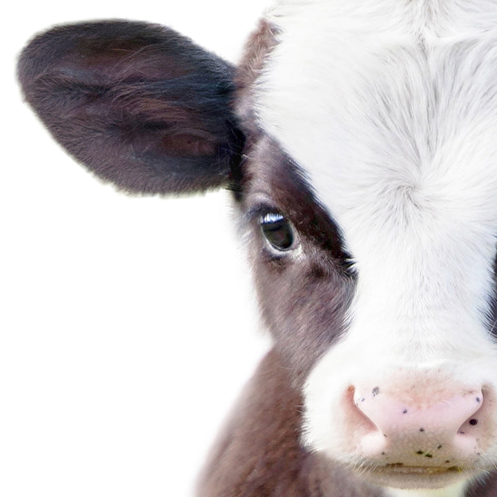 Baby Cow - Baby Animal Portrait