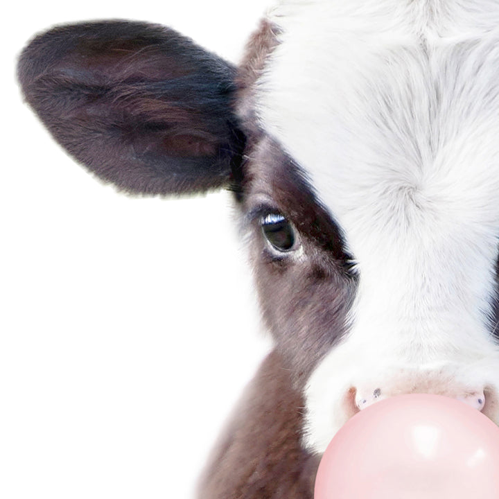 Baby Cow Blowing Pink Bubble Gum