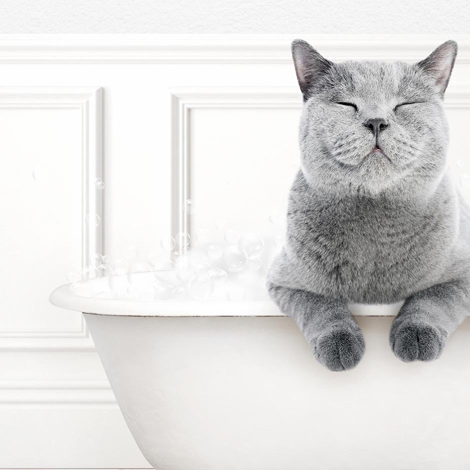 Cat in Modern Bath