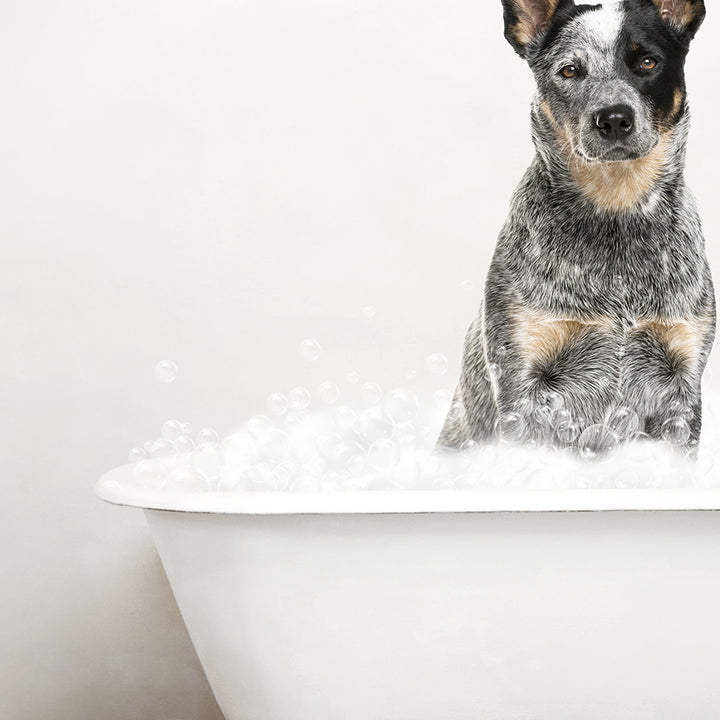 Cattle Dog in Rustic Bath Style