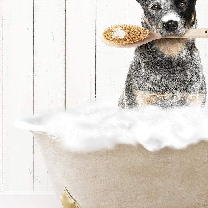 Cattle Dog in Farmhouse Hot Bath