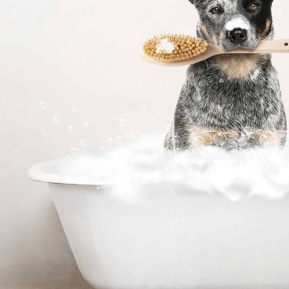 Cattle Dog in Rustic Bath Style Lots of Foamy Bubbles