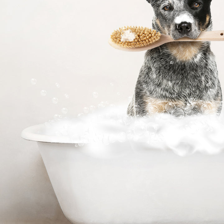 Cattle Dog in Rustic Bath Style Lots of Foamy Bubbles