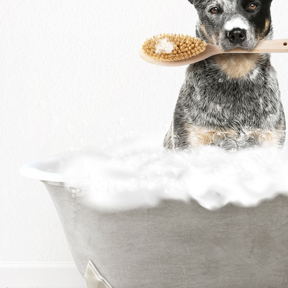 Cattle Dog Scrub A-Dub-Dub in Simple Gray Bath