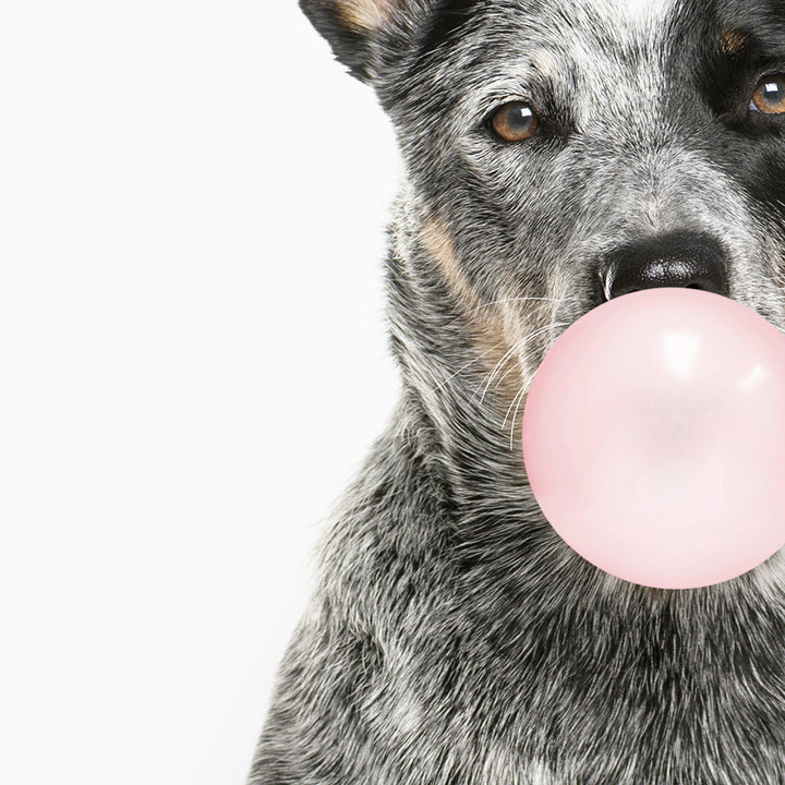 Cattle Dog Blowing Bubbles