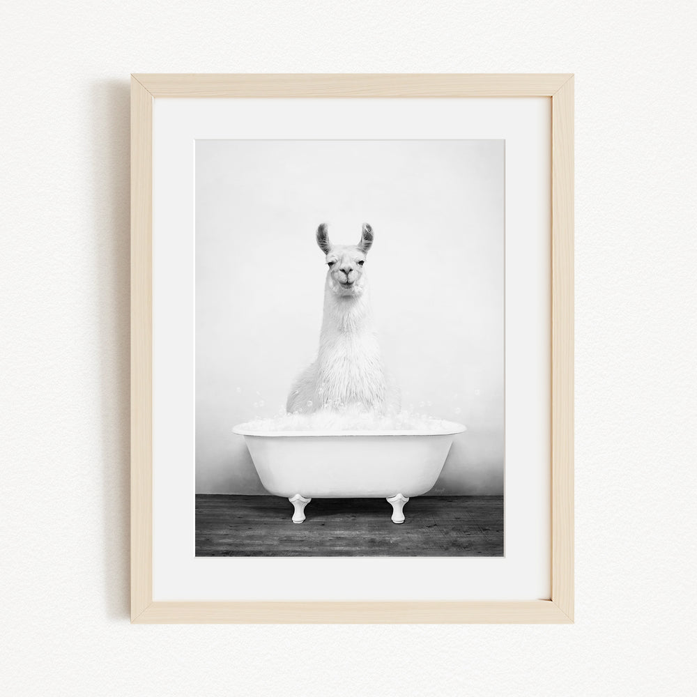 A black and white photograph of a llama sitting in a white bathtub filled with water.