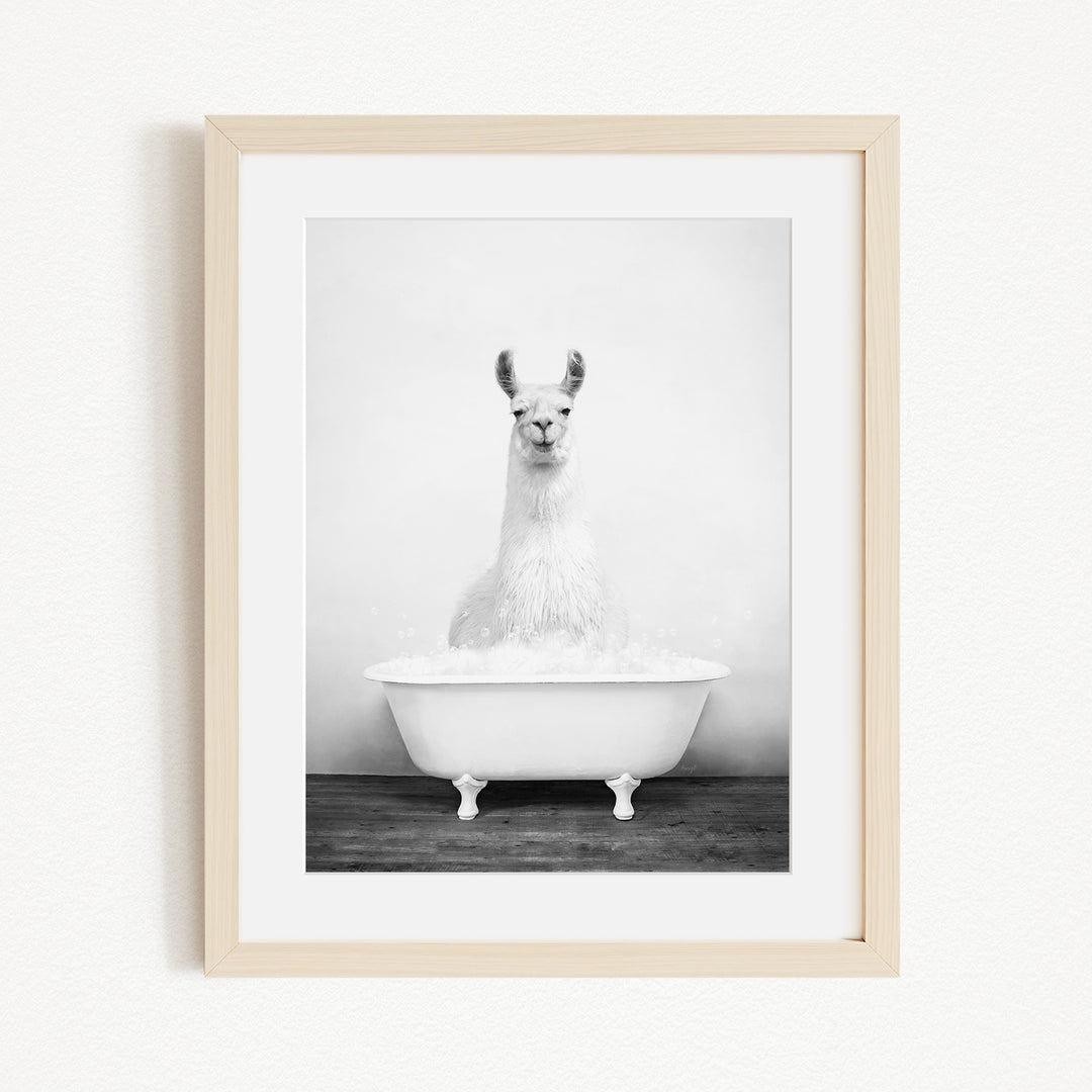 A black and white photograph of a llama sitting in a white bathtub filled with water.