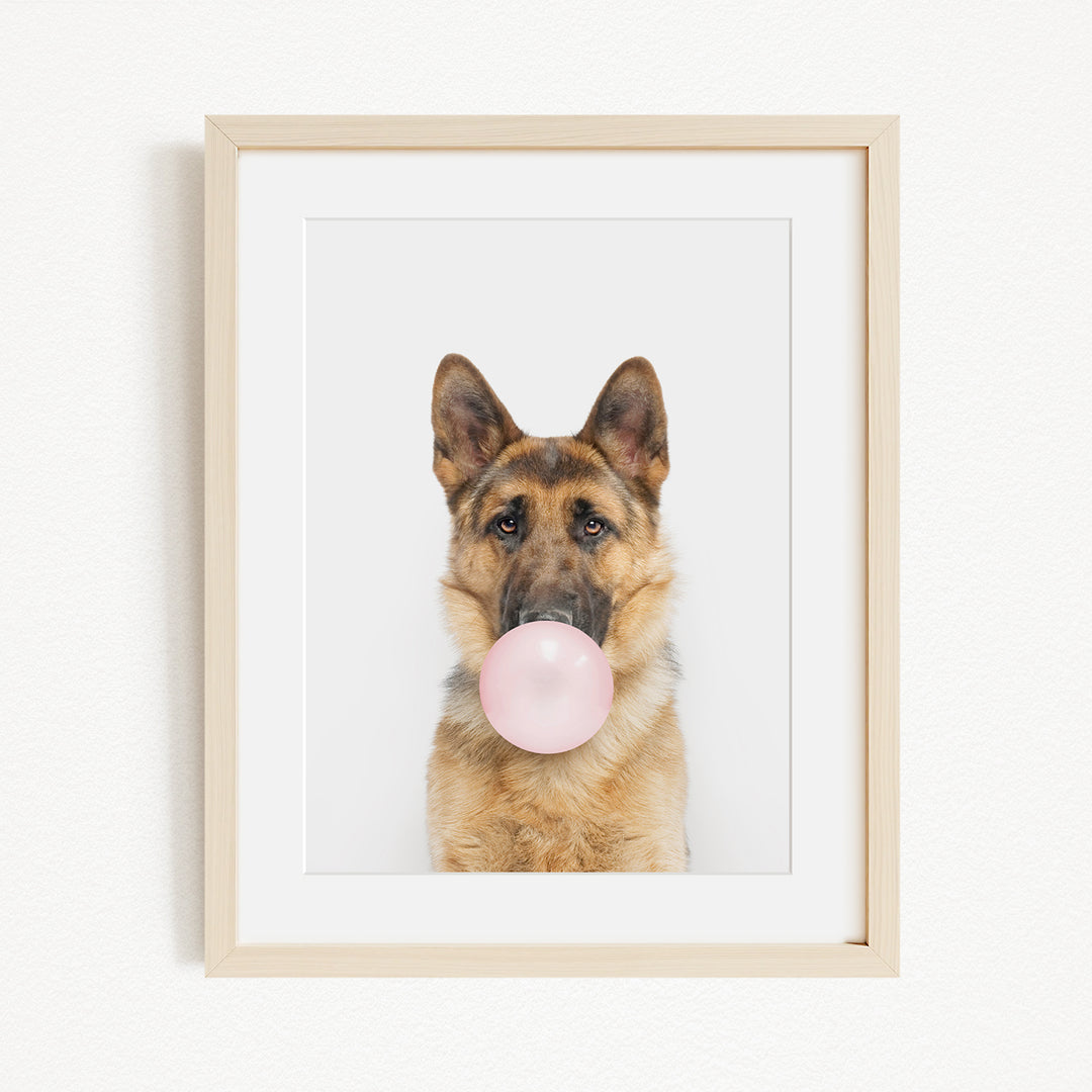 A German Shepherd dog is blowing a bubble with a pink bubble gum bubble.