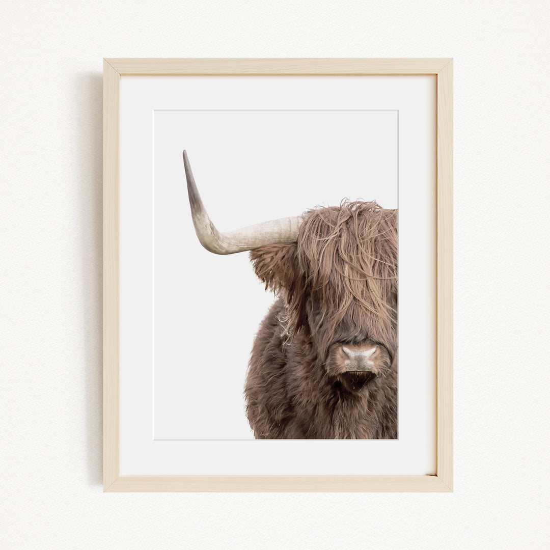 A close-up of a long-haired, shaggy-haired animal with a curved horn, likely a yak or similar species, is the focus of the image.