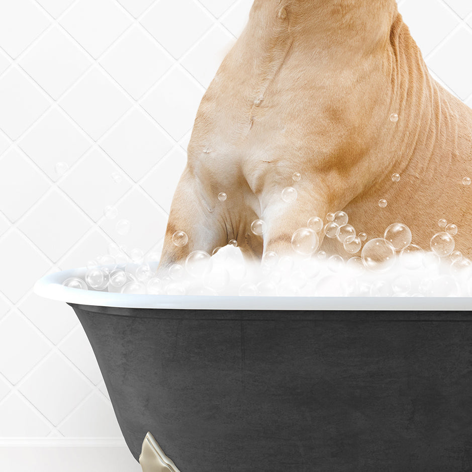 a dog sitting in a bathtub full of bubbles