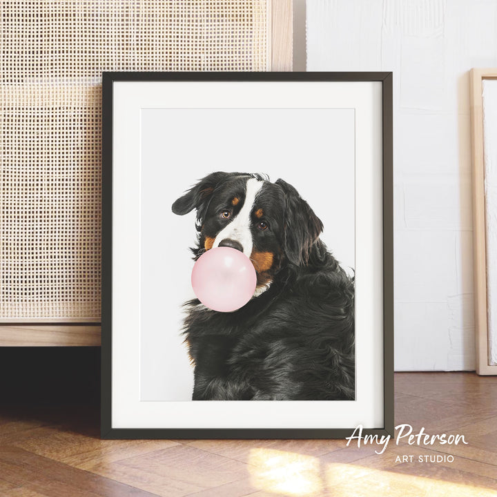 A framed photograph of a Bernese mountain dog blowing a bubble with a pink bubble gum bubble.