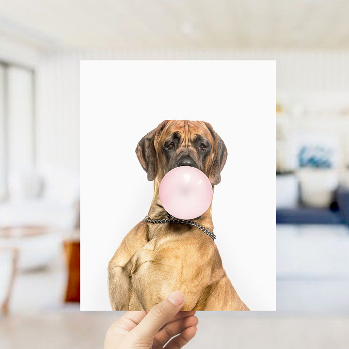 A brown dog with a pink bubble gum bubble in its mouth is being held up against a white background.