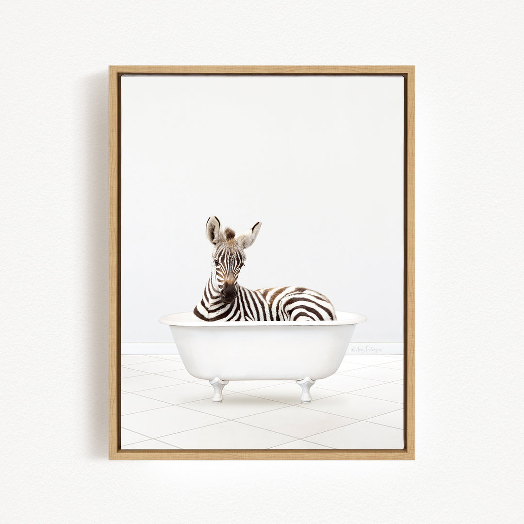 A zebra is sitting in a white bathtub, looking directly at the camera.