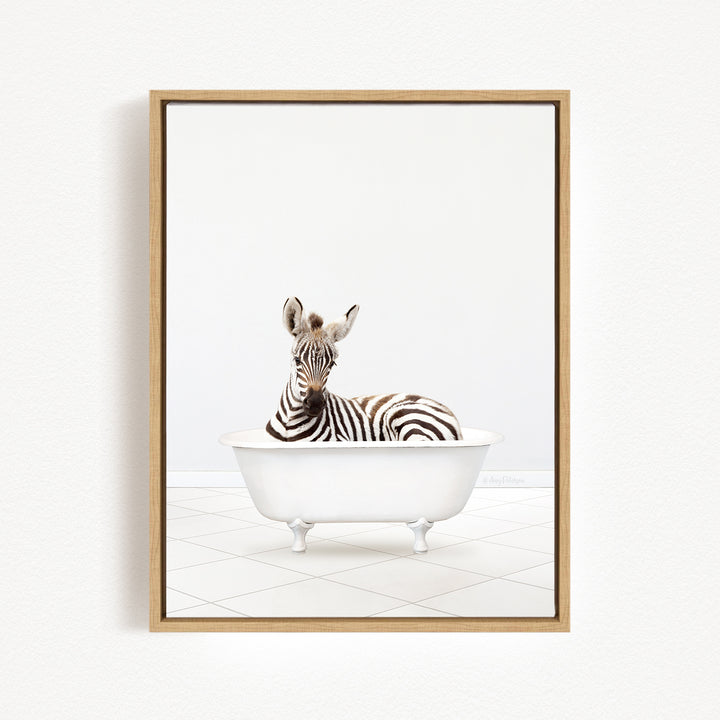A zebra is sitting in a white bathtub, looking directly at the camera.