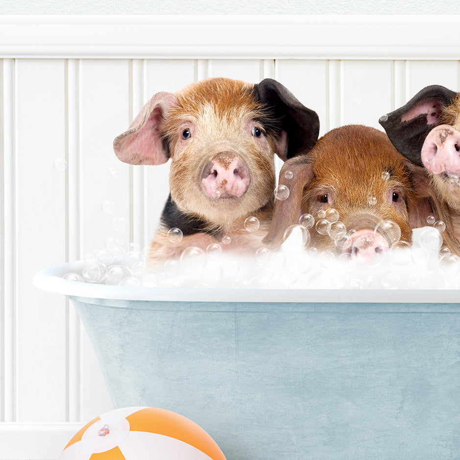 a group of three pigs sitting in a bath tub