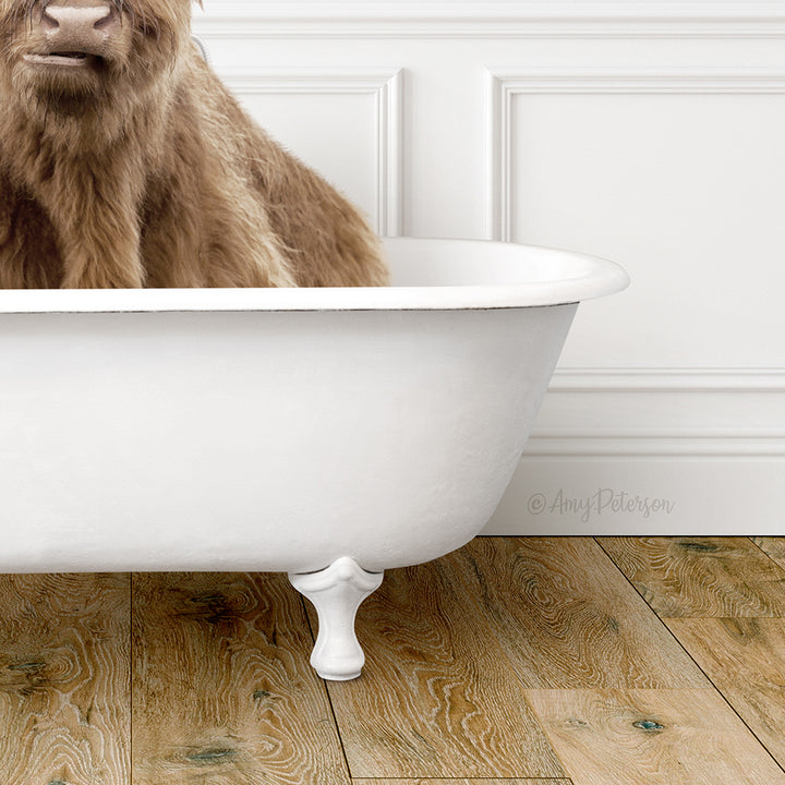 A brown cow is sitting in a white bathtub, with a wooden floor visible in the background.
