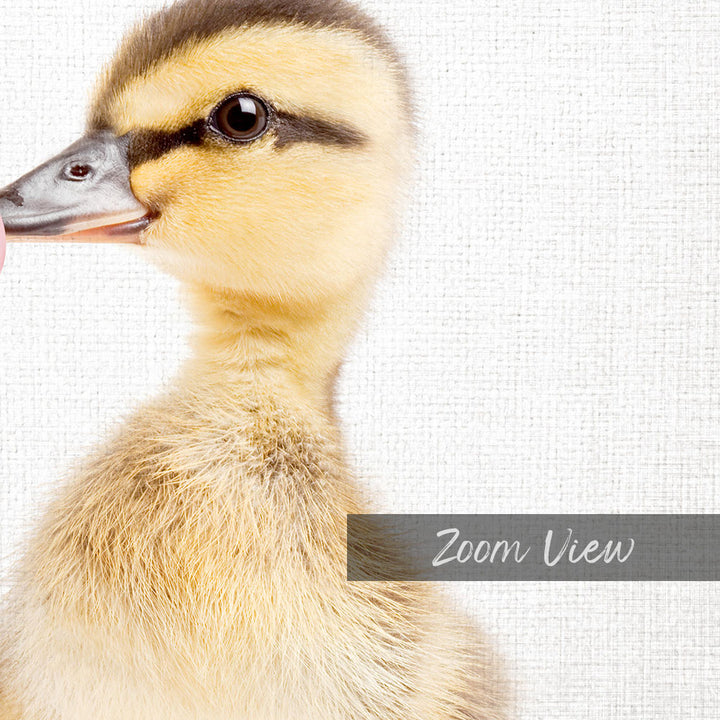 A close-up of a duckling's head and neck, with a soft, fluffy appearance.