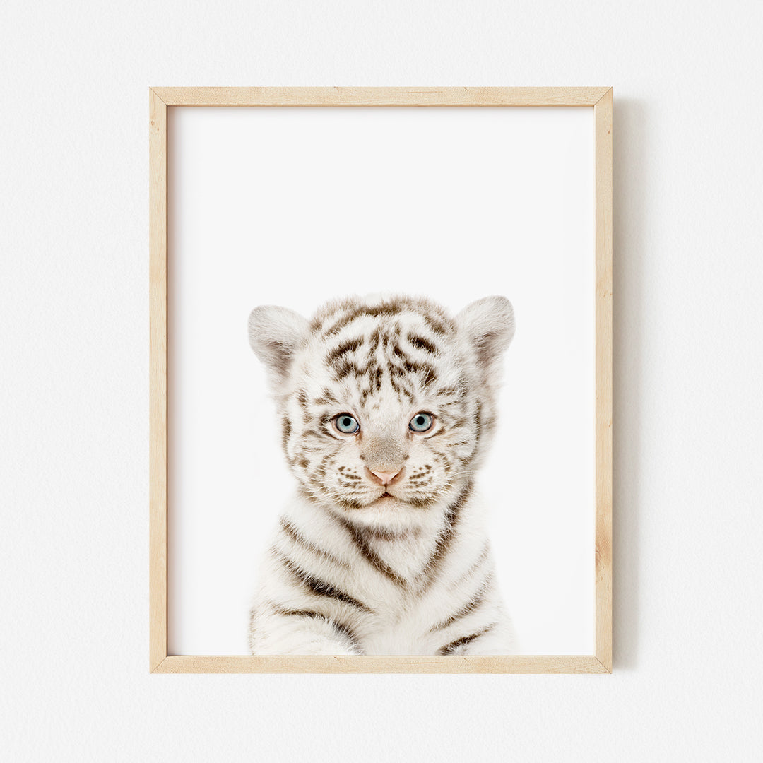 a white tiger cub with blue eyes in a wooden frame