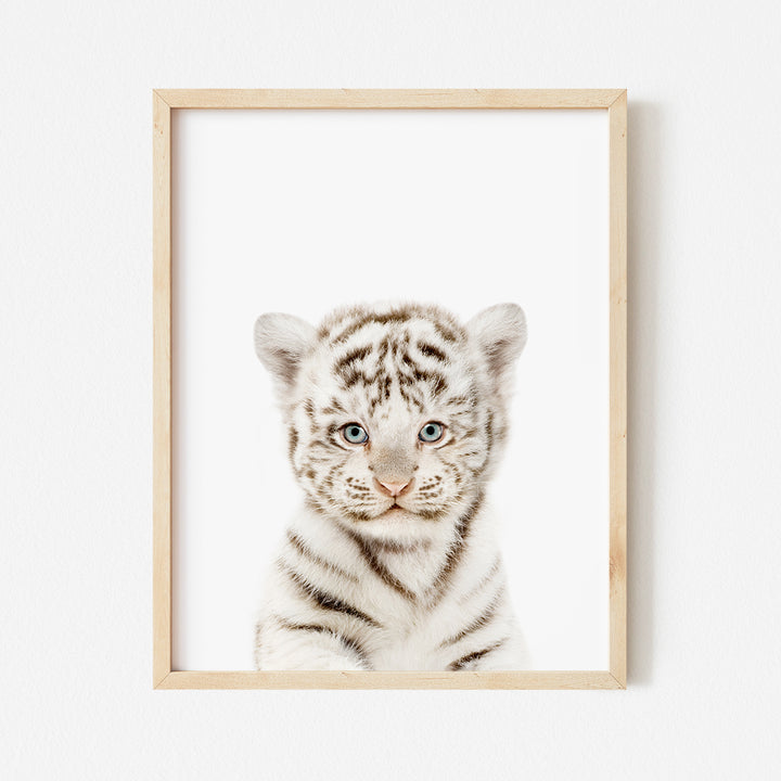 a white tiger cub with blue eyes in a wooden frame